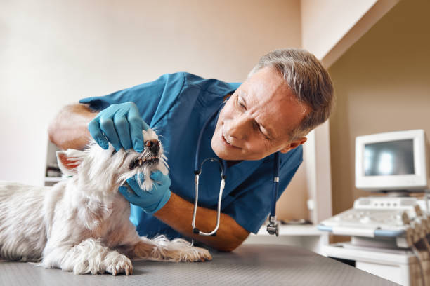 Best Emergency Dentist for Knocked-Out Tooth in Potosi, MO